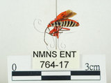 中文名:東方直紅蝽(764-17)學名:Pyrrhopeplus carduelis (Stål, 1863)(764-17)