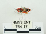 中文名:東方直紅蝽(764-17)學名:Pyrrhopeplus carduelis (Stål, 1863)(764-17)
