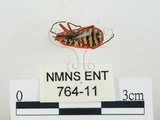 中文名:東方直紅蝽(764-11)學名:Pyrrhopeplus carduelis (Stål, 1863)(764-11)