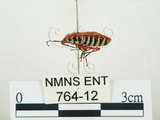 中文名:東方直紅蝽(764-12)學名:Pyrrhopeplus carduelis (Stål, 1863)(764-12)