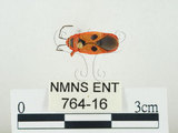 中文名:東方直紅蝽(764-16)學名:Pyrrhopeplus carduelis (Stål, 1863)(764-16)