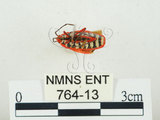 中文名:東方直紅蝽(764-13)學名:Pyrrhopeplus carduelis (Stål, 1863)(764-13)