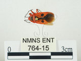 中文名:東方直紅蝽(764-15)學名:Pyrrhopeplus carduelis (Stål, 1863)(764-15)