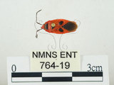 中文名:東方直紅蝽(764-19)學名:Pyrrhopeplus carduelis (Stål, 1863)(764-19)