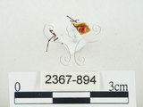 中文名:姬赤星椿象(2367-894)學名:Dysdercus poecilus (Herrich-Schaefer, 1843)(2367-894)