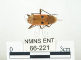 中文名:四斑紅蝽(66-221)學名:Physopelta quadriguttata Bergroth, 1894(66-221)