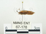 中文名:四斑紅蝽(67-178)學名:Physopelta quadriguttata Bergroth, 1894(67-178)