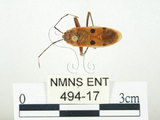 中文名:四斑紅蝽(494-17)學名:Physopelta quadriguttata Bergroth, 1894(494-17)