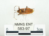 中文名:四斑紅蝽(583-97)學名:Physopelta quadriguttata Bergroth, 1894(583-97)