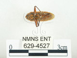 中文名:四斑紅蝽(629-4527)學名:Physopelta quadriguttata Bergroth, 1894(629-4527)