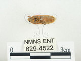 中文名:四斑紅蝽(629-4522)學名:Physopelta quadriguttata Bergroth, 1894(629-4522)