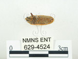 中文名:四斑紅蝽(629-4524)學名:Physopelta quadriguttata Bergroth, 1894(629-4524)