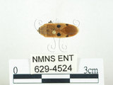 中文名:四斑紅蝽(629-4524)學名:Physopelta quadriguttata Bergroth, 1894(629-4524)