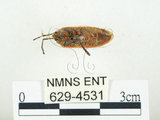 中文名:四斑紅蝽(629-4531)學名:Physopelta quadriguttata Bergroth, 1894(629-4531)