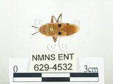中文名:四斑紅蝽(629-4532)學名:Physopelta quadriguttata Bergroth, 1894(629-4532)