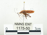 中文名:四斑紅蝽(1175-50)學名:Physopelta quadriguttata Bergroth, 1894(1175-50)