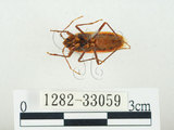 中文名:四斑紅蝽(1282-33059)學名:Physopelta quadriguttata Bergroth, 1894(1282-33059)