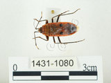 中文名:四斑紅蝽(1431-1080)學名:Physopelta quadriguttata Bergroth, 1894(1431-1080)