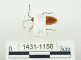 中文名:四斑紅蝽(1431-1156)學名:Physopelta quadriguttata Bergroth, 1894(1431-1156)