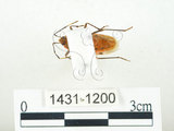 中文名:四斑紅蝽(1431-1200)學名:Physopelta quadriguttata Bergroth, 1894(1431-1200)