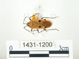中文名:四斑紅蝽(1431-1200)學名:Physopelta quadriguttata Bergroth, 1894(1431-1200)