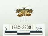中文名:叉紋閃舞蛾(1282-32001)學名:Saptha divitiosa Walker, 1864(1282-32001)