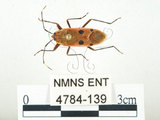 中文名:四斑紅蝽(4784-139)學名:Physopelta quadriguttata Bergroth, 1894(4784-139)