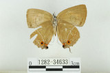 中文名:台灣綠小灰蝶(1282-34633)學名:Chrysozephyrus disparatus pseudotaiwanus (Howarth, 1957)(1282-34633)