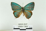 中文名:台灣綠小灰蝶(2909-1368)學名:Chrysozephyrus disparatus pseudotaiwanus (Howarth, 1957)(2909-1368)