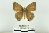 中文名:台灣綠小灰蝶(2909-928)學名:Chrysozephyrus disparatus pseudotaiwanus (Howarth, 1957)(2909-928)