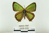 中文名:台灣綠小灰蝶(2909-928)學名:Chrysozephyrus disparatus pseudotaiwanus (Howarth, 1957)(2909-928)