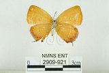 中文名:台灣紅小灰蝶(2909-921)學名:Cordelia comes wilemaniella (Matsumura, 1929)(2909-921)
