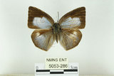 中文名:台灣銀斑小灰蝶(5053-286)學名:Curetis brunnea Wileman, 1909(5053-286)