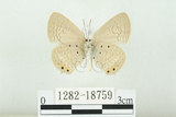 中文名:白尾小灰蝶(1282-18759)學名:Euchrysops cnejus (Fabricius, 1798)(1282-18759)