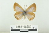 中文名:白尾小灰蝶(1282-18759)學名:Euchrysops cnejus (Fabricius, 1798)(1282-18759)