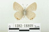 中文名:白尾小灰蝶(1282-18809)學名:Euchrysops cnejus (Fabricius, 1798)(1282-18809)