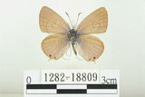 中文名:白尾小灰蝶(1282-18809)學名:Euchrysops cnejus (Fabricius, 1798)(1282-18809)