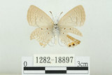 中文名:白尾小灰蝶(1282-18897)學名:Euchrysops cnejus (Fabricius, 1798)(1282-18897)