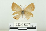 中文名:白尾小灰蝶(1282-18897)學名:Euchrysops cnejus (Fabricius, 1798)(1282-18897)