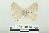 中文名:白尾小灰蝶(1282-18813)學名:Euchrysops cnejus (Fabricius, 1798)(1282-18813)