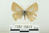 中文名:白尾小灰蝶(1282-18813)學名:Euchrysops cnejus (Fabricius, 1798)(1282-18813)