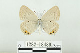 中文名:白尾小灰蝶(1282-18489)學名:Euchrysops cnejus (Fabricius, 1798)(1282-18489)