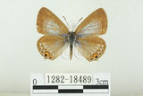 中文名:白尾小灰蝶(1282-18489)學名:Euchrysops cnejus (Fabricius, 1798)(1282-18489)