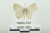 中文名:白尾小灰蝶(3209-1901)學名:Euchrysops cnejus (Fabricius, 1798)(3209-1901)