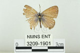 中文名:白尾小灰蝶(3209-1901)學名:Euchrysops cnejus (Fabricius, 1798)(3209-1901)