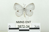 中文名:姬黑星小灰蝶(3872-34)學名:Neopithecops zalmora (Butler, 1870)(3872-34)
