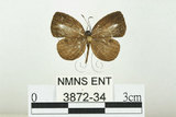 中文名:姬黑星小灰蝶(3872-34)學名:Neopithecops zalmora (Butler, 1870)(3872-34)