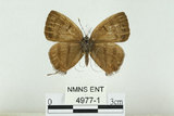 中文名:夸父綠小灰蝶(4977-1)學名:Sibataniozephyrus kuafui Hsu & Lin, 1994(4977-1)