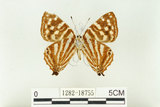 中文名:台灣小灰蛺蝶(1282-18755)學名:Dodona eugenes formosana Matsumura, 1919(1282-18755)
