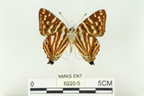 中文名:台灣小灰蛺蝶(6220-5)學名:Dodona eugenes formosana Matsumura, 1919(6220-5)